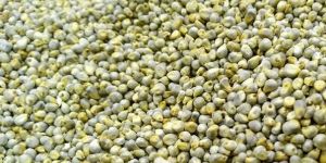 Green Millet
