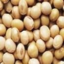 Organic Soya Beans