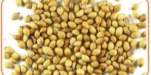 Coriander Seeds
