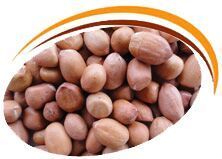 Groundnut Kernels