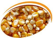 Maize