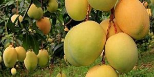 Alphonso Mango