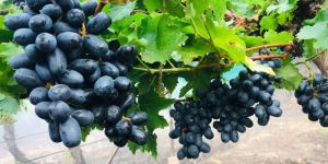 Sharad Black Grapes