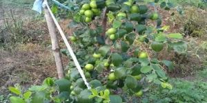 Green Apple Ber Plant