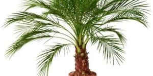 Green Phoenix Palm Plant
