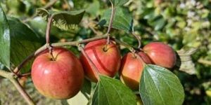 Kashmiri Apple Ber Plant