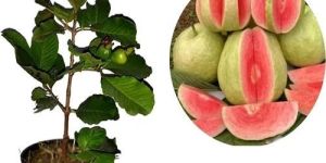 Red Diamond Blood Guava Plant