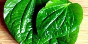 Calcutta Spicy Betel Leaf
