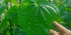 Fresh Betel Leaf