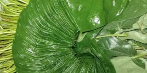 Sweet Betel Leaf