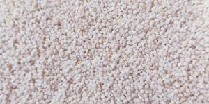 White Kodo Millet