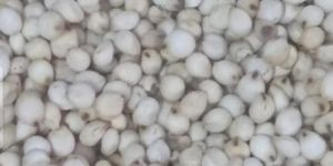 White Sorghum Millet