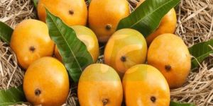 Fresh Alphonso Mango