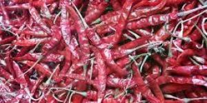 Teja Dried Red Chilli