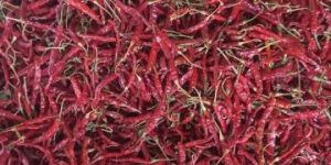 Dry Red Chilli