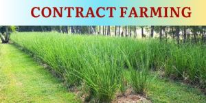 Vetiver Contract Farming