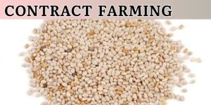 White Chia Contract Farming