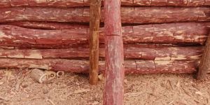 Red Sandalwood Logs