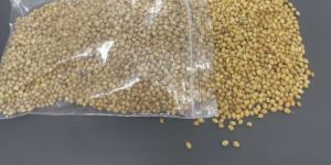 Coriander Seeds