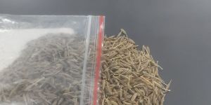 Cumin Seed Jeera