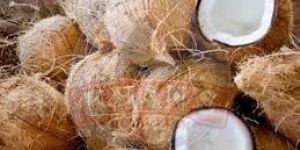 Semi Husked A Grade Raw Coconut