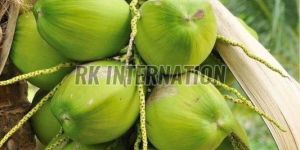 Green Tender Coconut