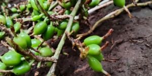Green Cardamom Pods