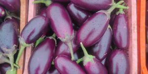 Fresh Brinjal