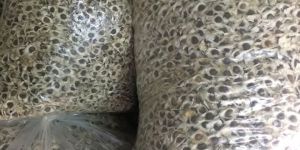 Organic Moringa Seeds
