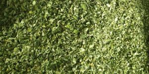 Organic Natural Dry Moringa Leaves