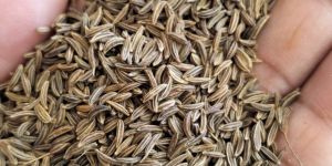 Brown Shah Jeera Seeds