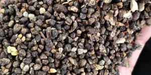 Cardamom Seeds