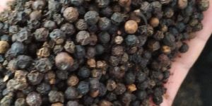 Pepper Seeds