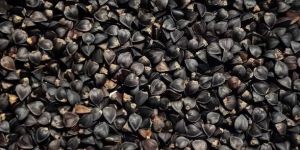Organic Buckwheat Seeds