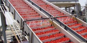 Tomato Processing Plant