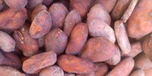 Cocoa Beans
