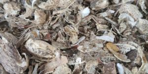 groundnut husk shell