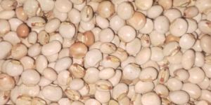 Soybean Seed