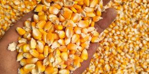 Yellow Maize