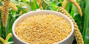 Foxtail Millet Seeds