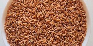 Emmer Khapli Wheat