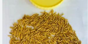 Organic 1121 Basmati Rice