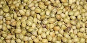 Coriander Seeds