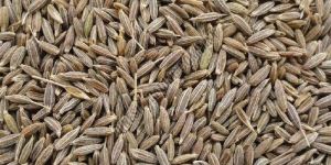 Cumin Seeds