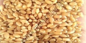 Wheat Grain