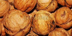 Shelled Walnuts