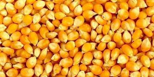 Yellow Corn Seeds
