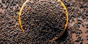 Black Mustard Seeds