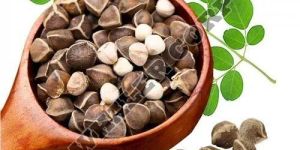 Moringa Seeds