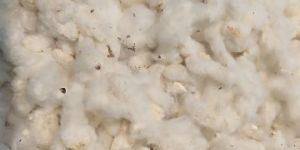 Indian Raw Cotton